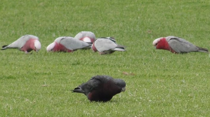 A rare black galah with a tinged pink underbelly grazes on grass next to a regular white and grey galah.