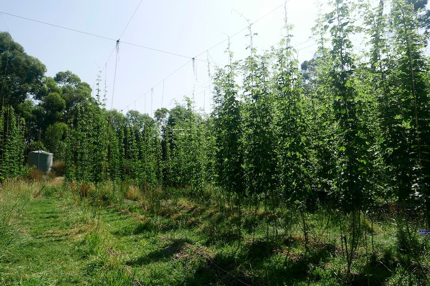 Leafy green plants suspended with ropes.