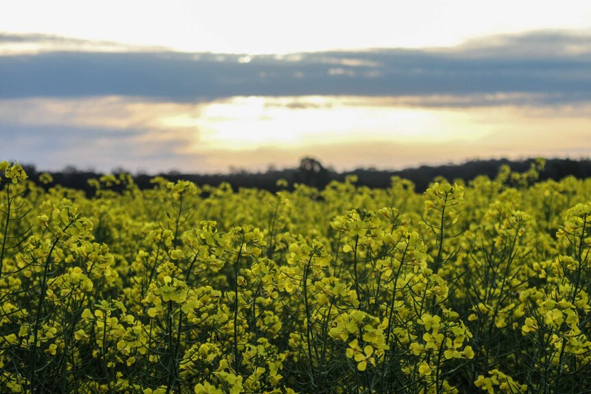 A field of green plants topped with yellow flowers.