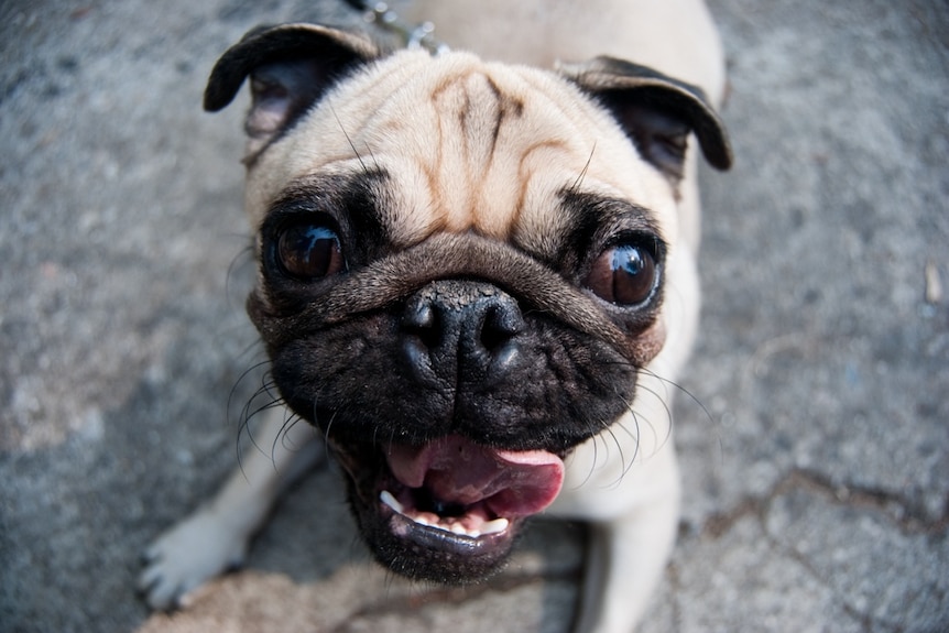 A close up image of a pug dog