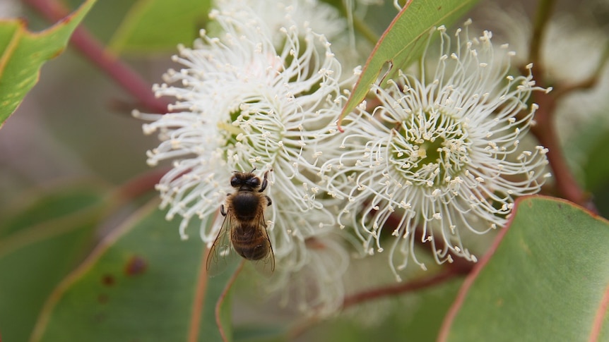 A bee fossicking about on a marri blossom