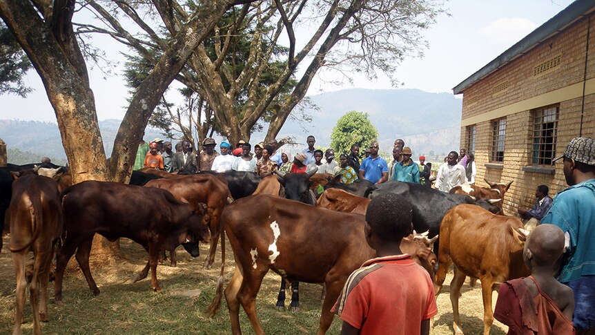 Cows in a Rwandan village