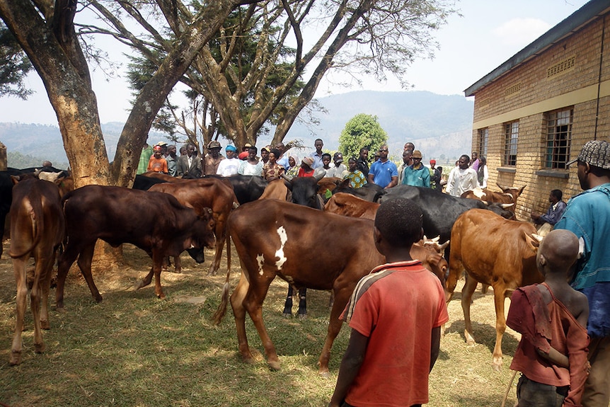 Cows in a Rwandan village