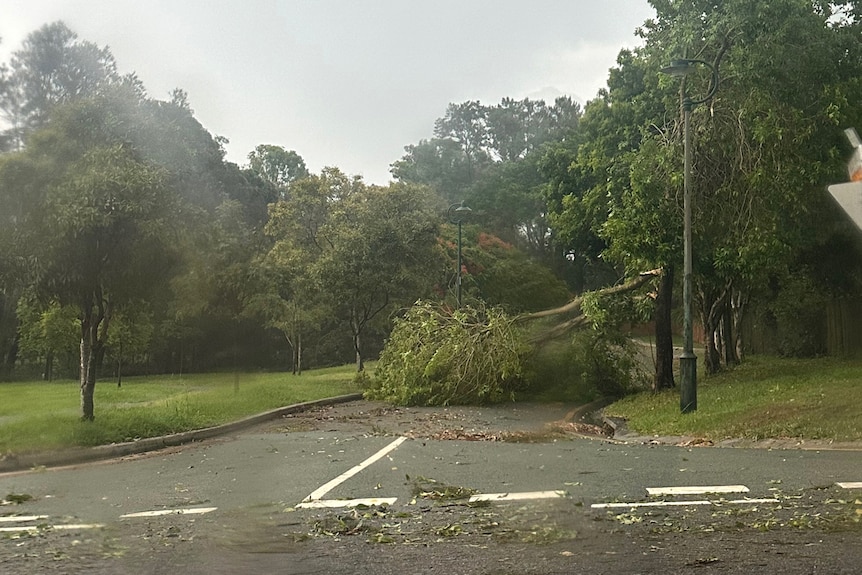 A tree down in Corinda, which was heavily impacted by a violent thunderstorm
