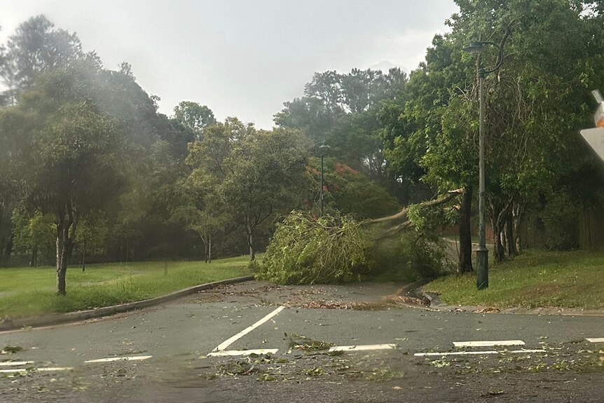 A tree down in Corinda, which was heavily impacted by a violent thunderstorm