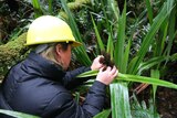 A woman in a yellow hard hat inspects a leafy green plant in the rainforest.