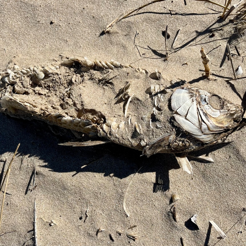 A fish skeleton covered in sand washed up on a beach