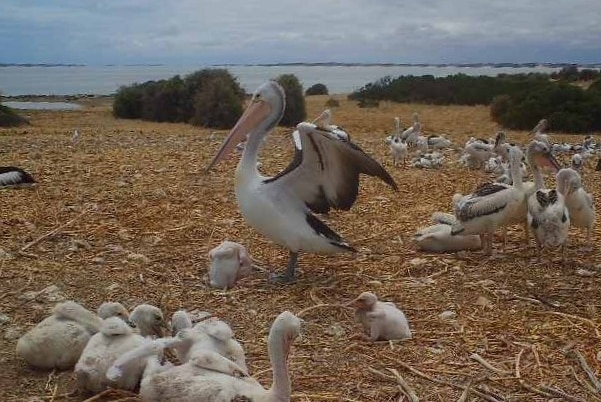 An adult pelican raises its wings surrounded by small pelican chicks