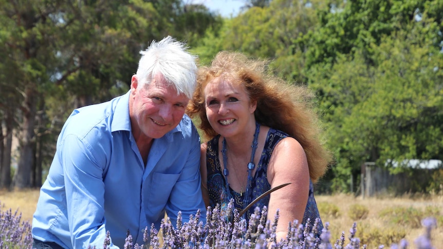 Tony and Denise Cox work together on their lavender farm.