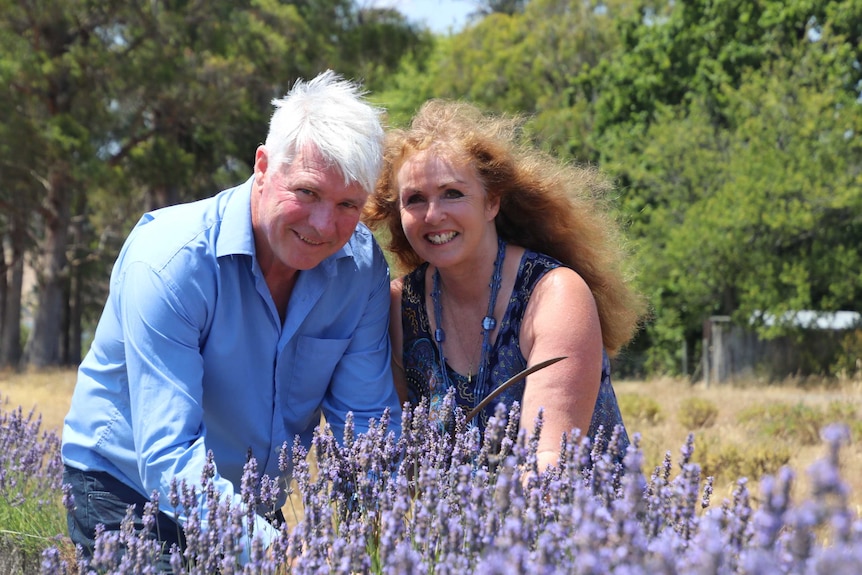 Tony and Denise Cox work together on their lavender farm.