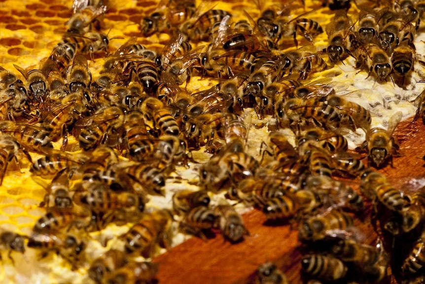 A swarm of bees on honeycomb.