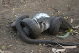 snake eats animal