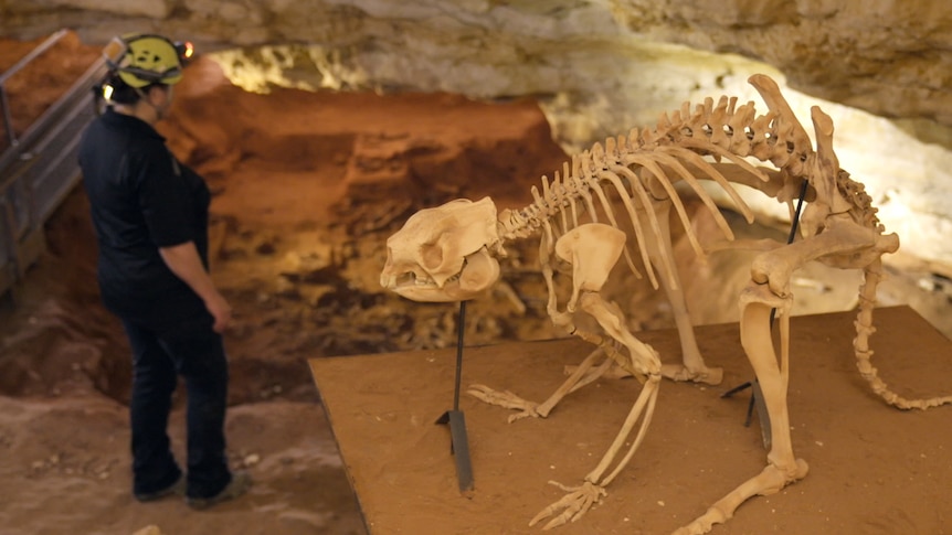 A man stands beside a reconstructed Thylacoleo skeleton