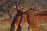Two large kangaroos punching each other in the head in desert landscape.