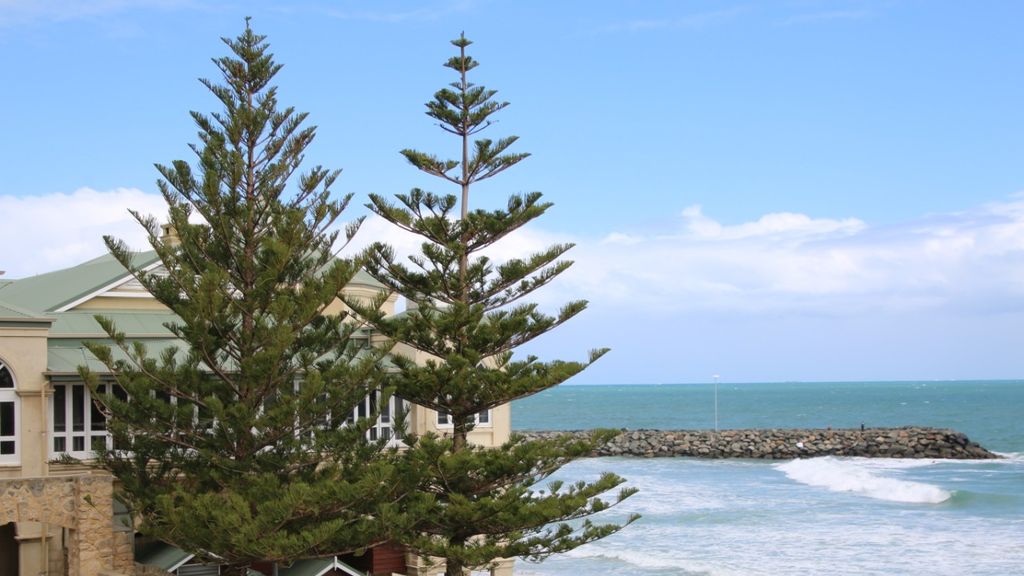 Fungal Disease Threatens Norfolk Island Pine Trees At Perth S Popular Tourist Beaches Abc News
