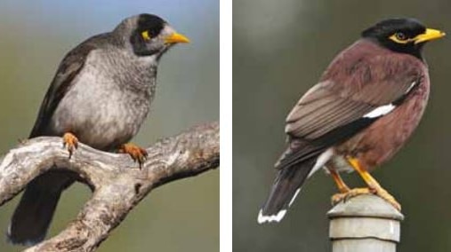 A composite of two similar looking birds, one on the left is slightly smaller, both have yellow beaks, brown feathers.
