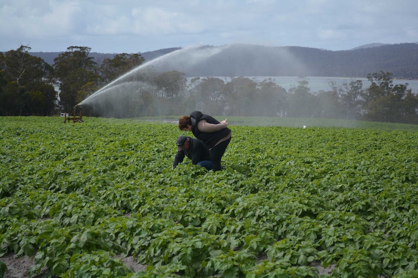 Potato field at Dunalley.