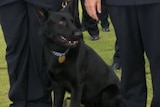 A black dog with a police collar