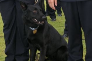 A black dog with a police collar