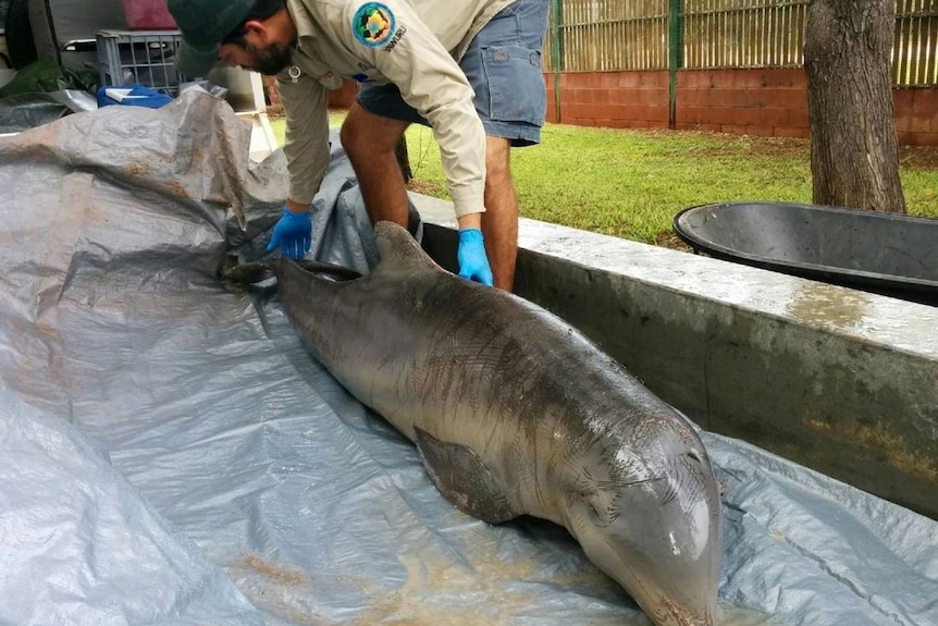 A Department of Parks and Wildlife officer moves a dolphin on a tarpaulin on the back of a ute.