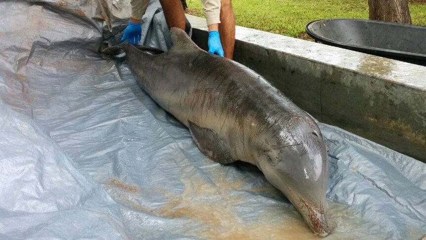 A Department of Parks and Wildlife officer moves a dolphin on a tarpaulin on the back of a ute.