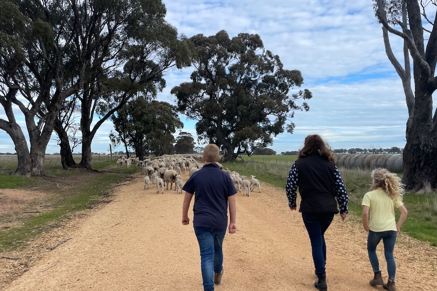 A woman and two children walk behind a flock of sheep.