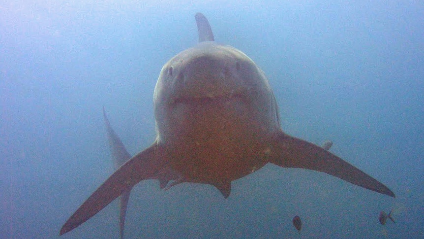 The great white shark approaches Mark Sutcliffe and Jan Busch.