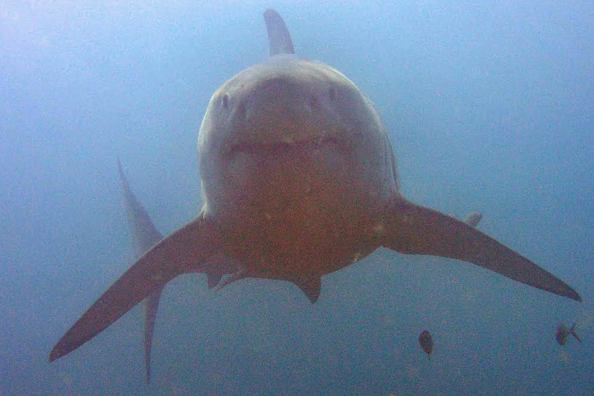 The great white shark approaches Mark Sutcliffe and Jan Busch.