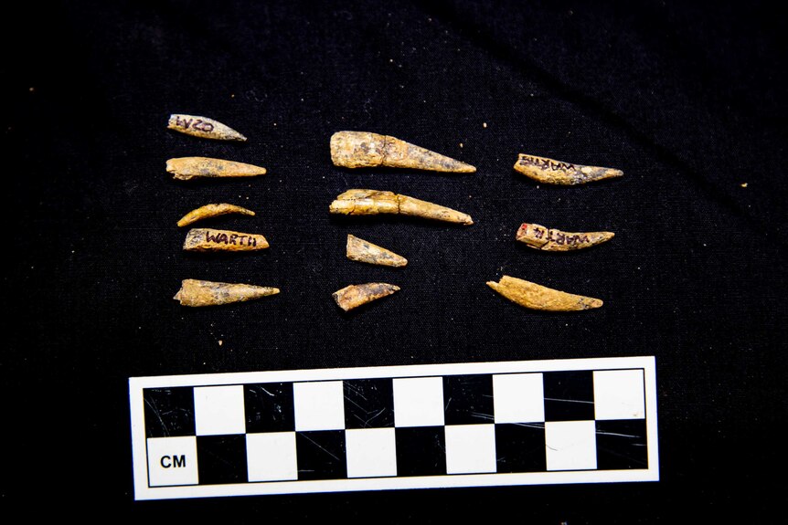 Fossilised teeth from a pterosaur