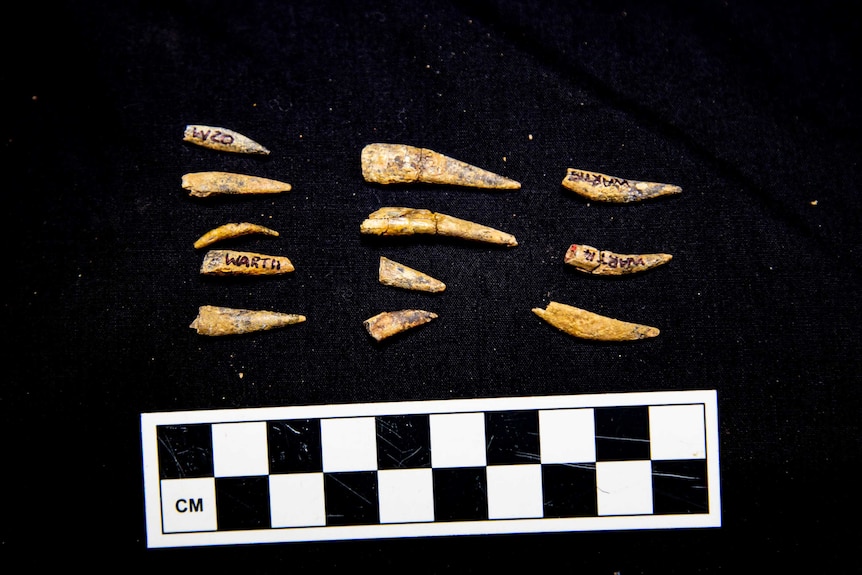 Fossilised teeth from a pterosaur