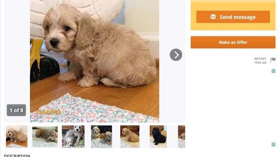 Online classified ad of Cavoodle puppy for sale in scam in Perth, 13 October