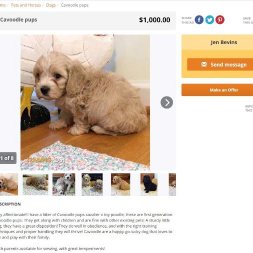 Online classified ad of Cavoodle puppy for sale in scam in Perth, 13 October