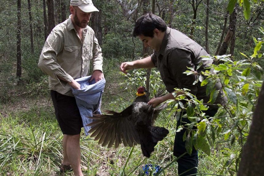 Brush turkey being caught by Matthew Hall and Dr John Martin