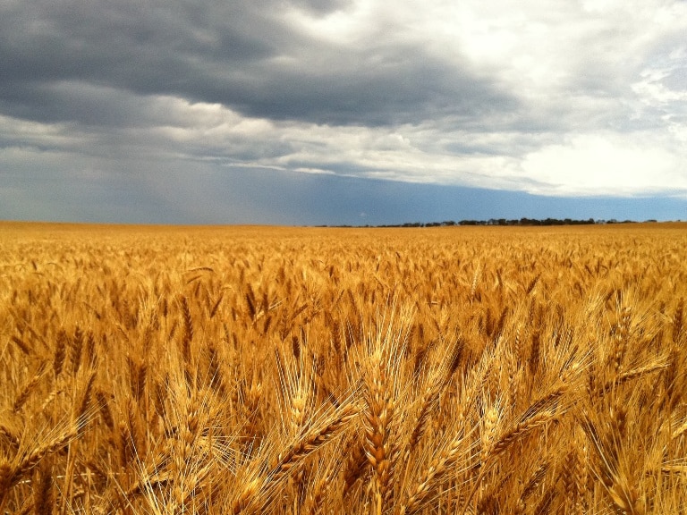Storm over summer wheat waiting for harvest
