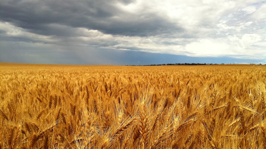 Storm over summer wheat waiting for harvest