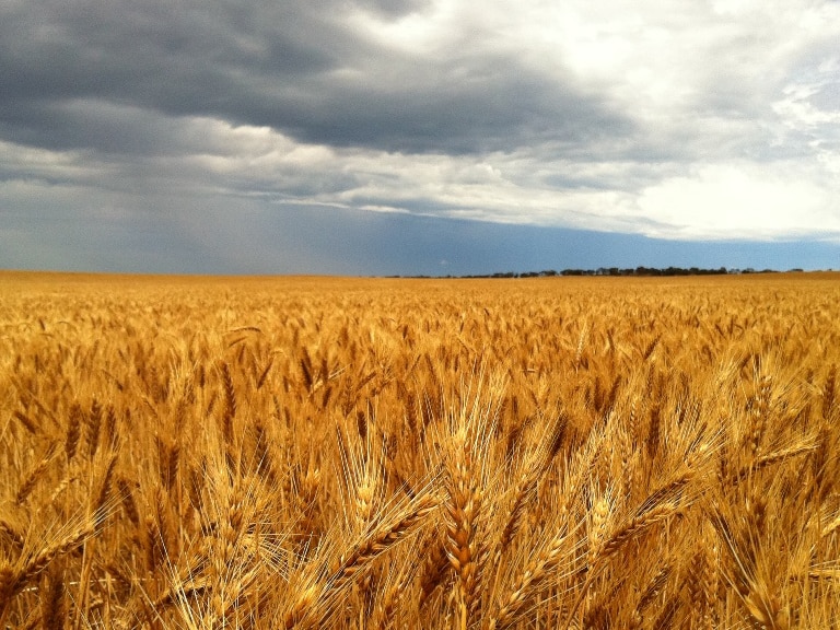 Storm over a paddock of summer wheat waiting for harvest.