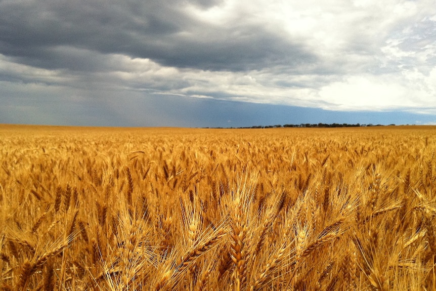 Storm over summer wheat