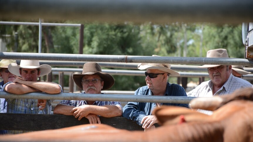 Buyers bidding at the Nebo cattle sales