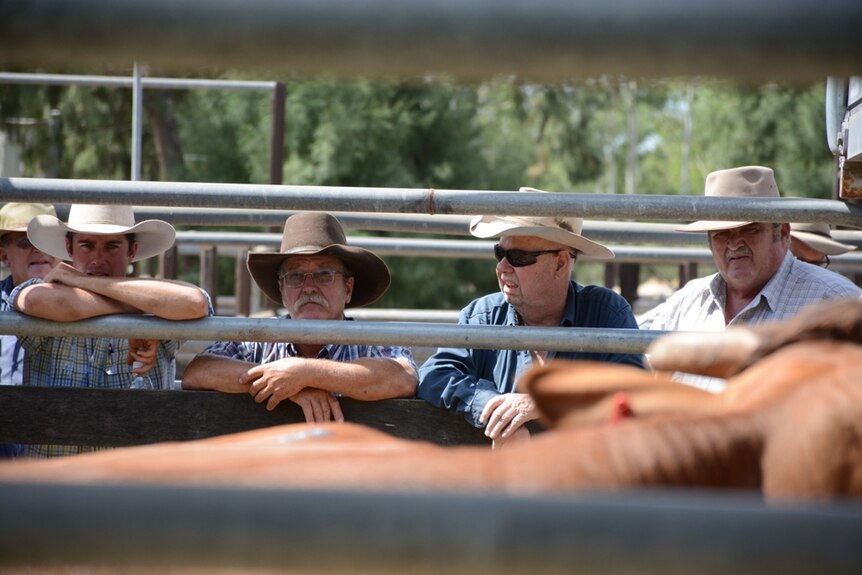 Buyers bidding at the Nebo cattle sales