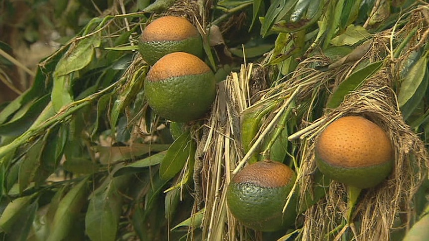 Damaged citrus fruit on trees at farm at Gayndah