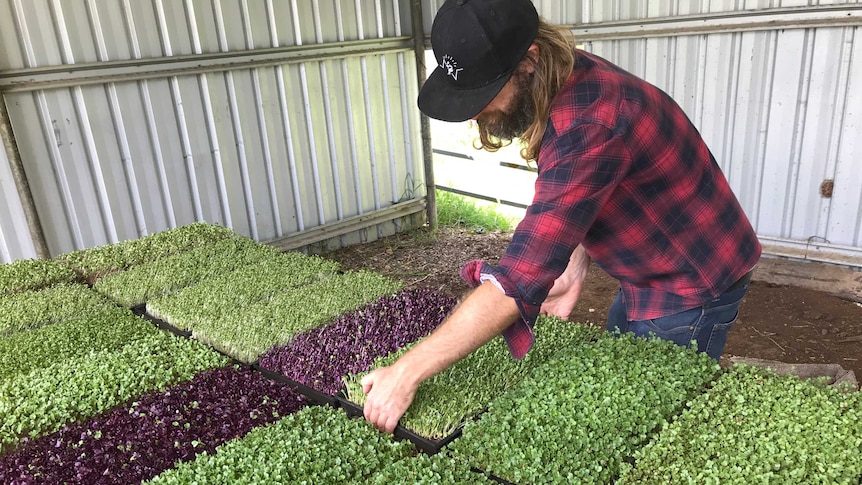 A man arranges large trays of microgreen seedlings in a large shed.