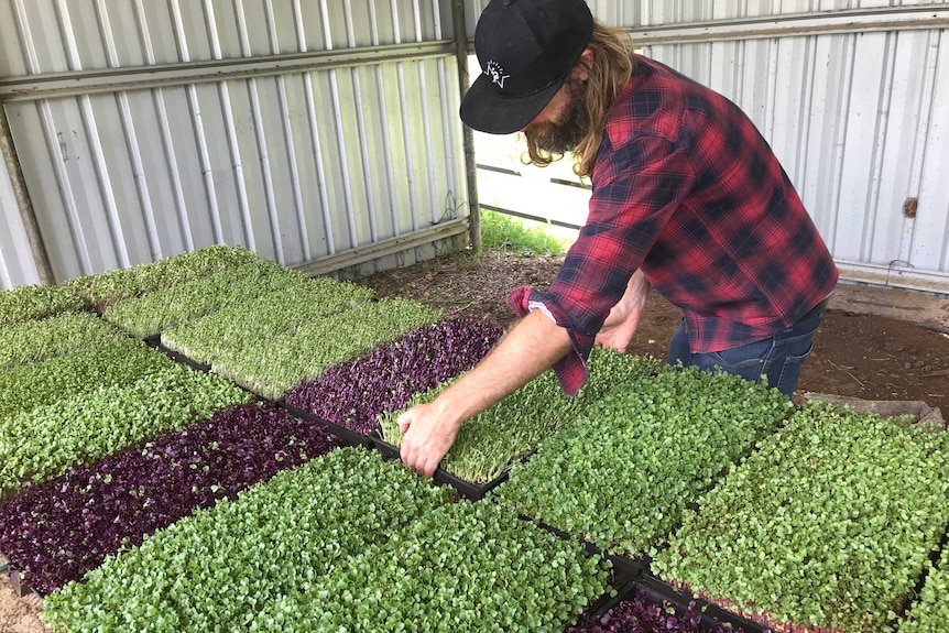 A man arranges large trays of microgreen seedlings in a large shed.