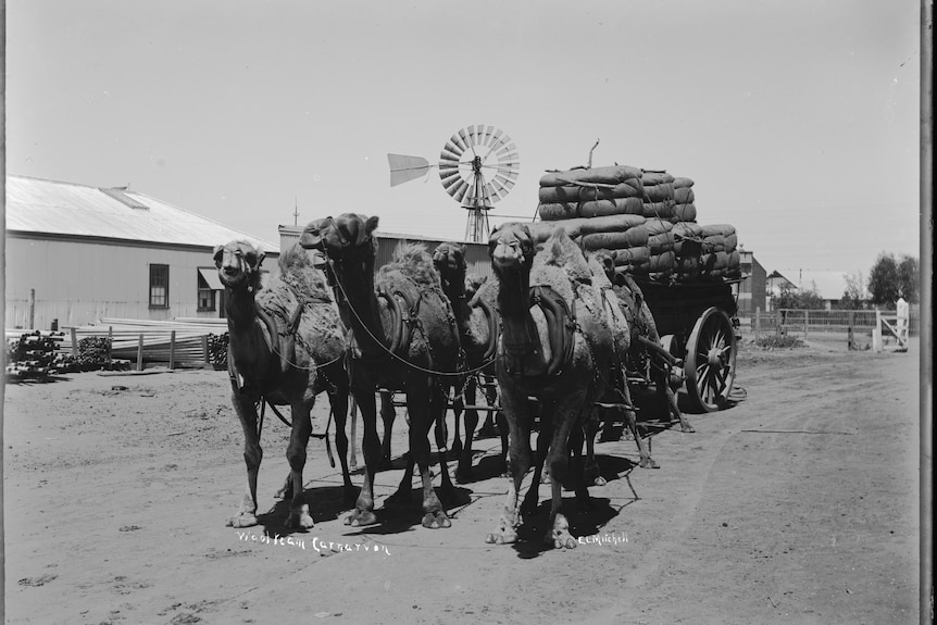 An historic photograph of camels pulling a wool cart.