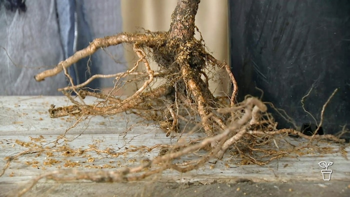 Roots of a plant covered in soil