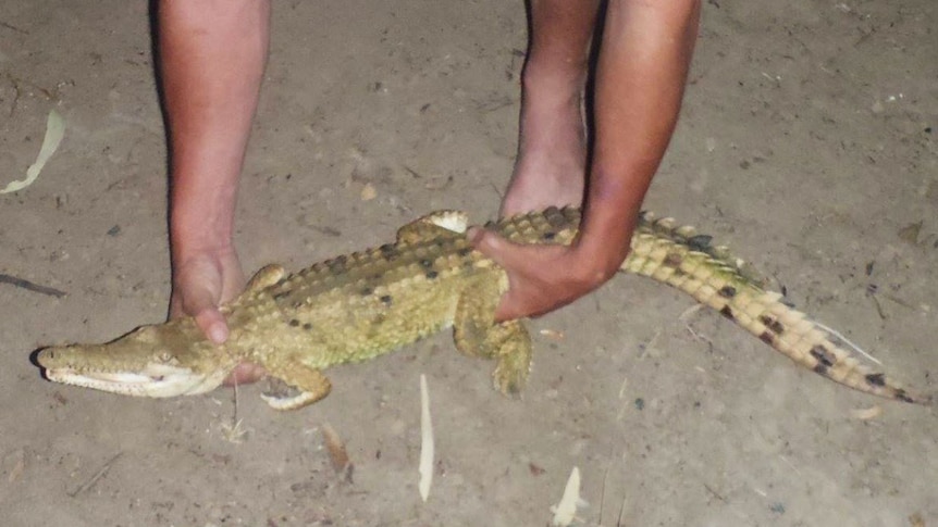 The young freshwater croc found in the Thomson River near Longreach