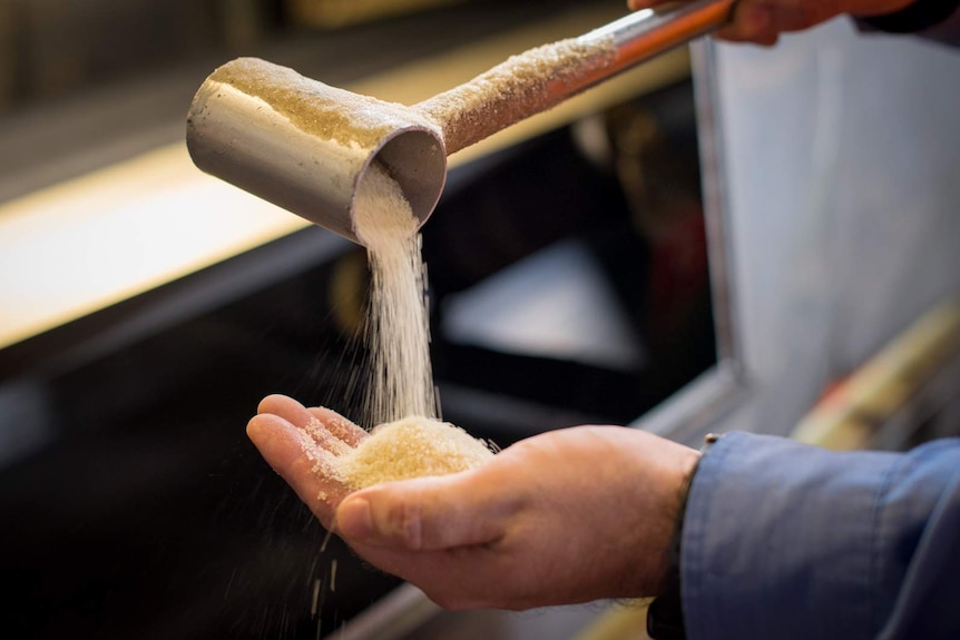 Granulated sugar taken from a conveyor belt is poured from a sampling cup into a mill worker's hand.