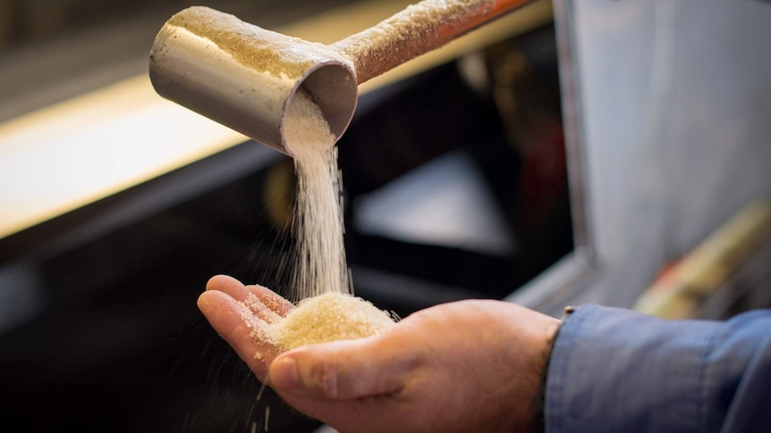 Granulated sugar taken from a conveyor belt is poured from a sampling cup into a mill worker's hand.