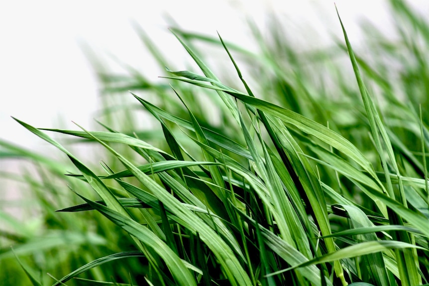 A close up of long, green grass.