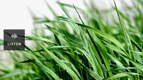 A close up of long, green grass. Has Audio.