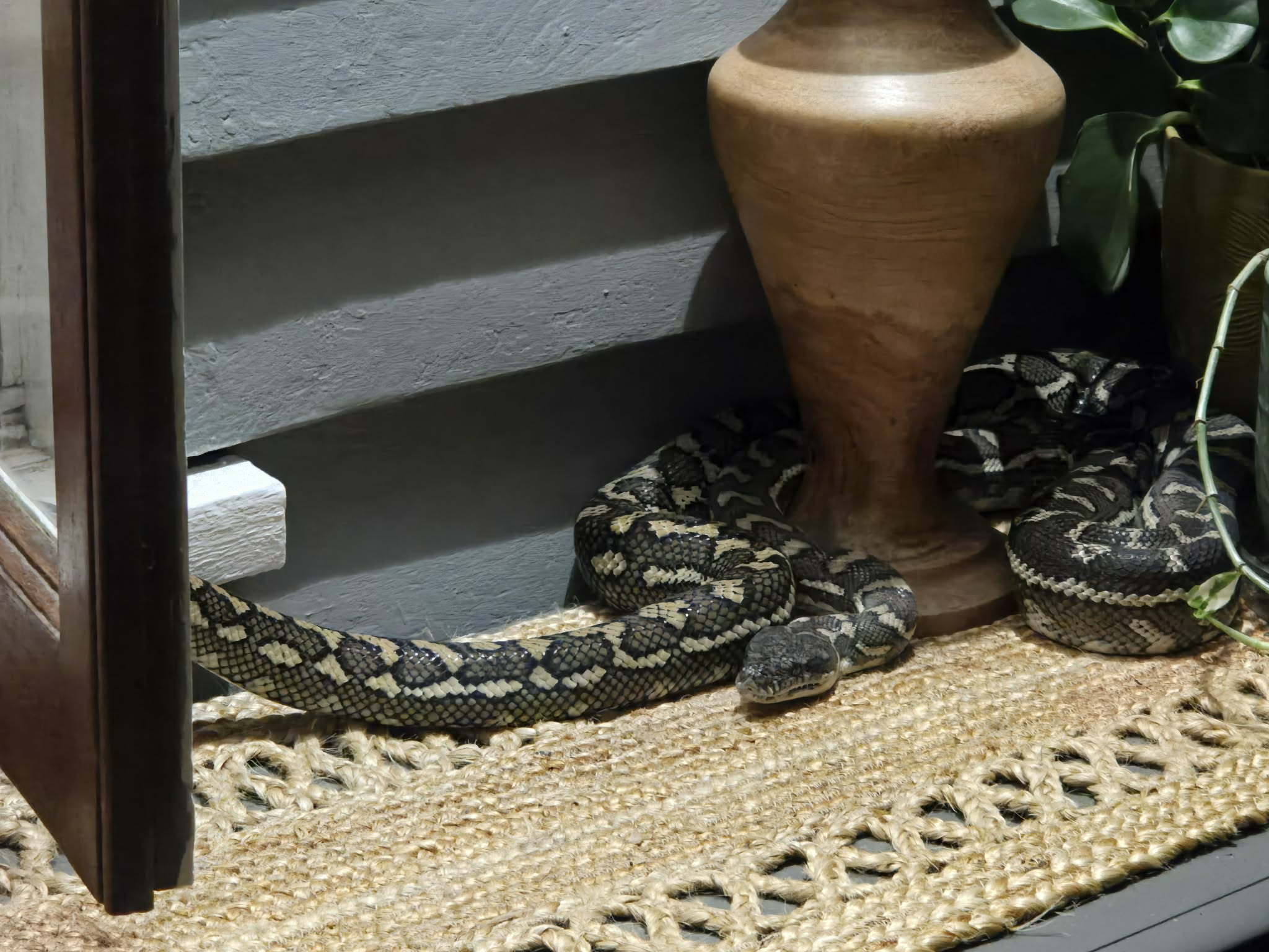 'Babe, don't move': Woman wakes up to 2.5-metre python curled up on top of her